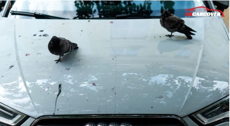 are-car-covers-good-for-your-paint